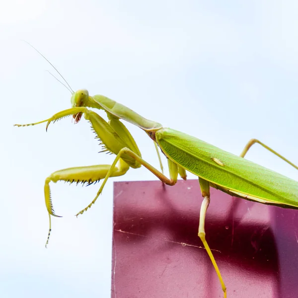 Praying Mantis Ett Rött Staket Predator Insekt Mantis — Stockfoto