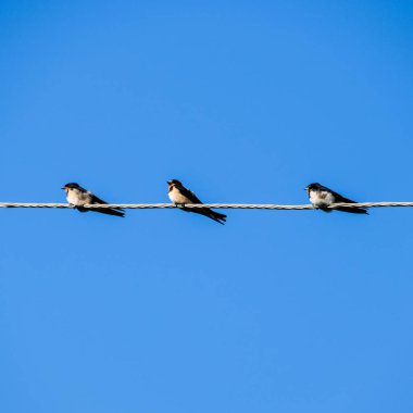 Swallows on the wires. Swallows against the blue sky. The swallow is ordinary clipart