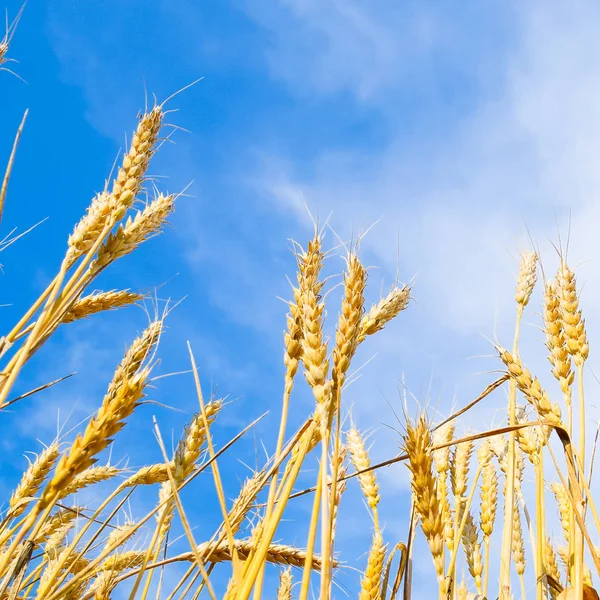 Spikelets Buğday Mavi Gökyüzü Olgun Buğday — Stok fotoğraf