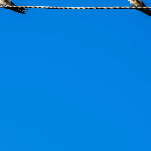 Schwalben Den Drähten Schwalben Gegen Den Blauen Himmel Die Schwalbe — Stockfoto