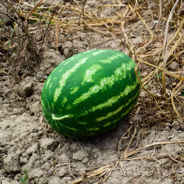 Watermeloen Geplukt Uit Tuin Liggend Grond Rijpe Watermeloen Nieuwe Oogst — Stockfoto