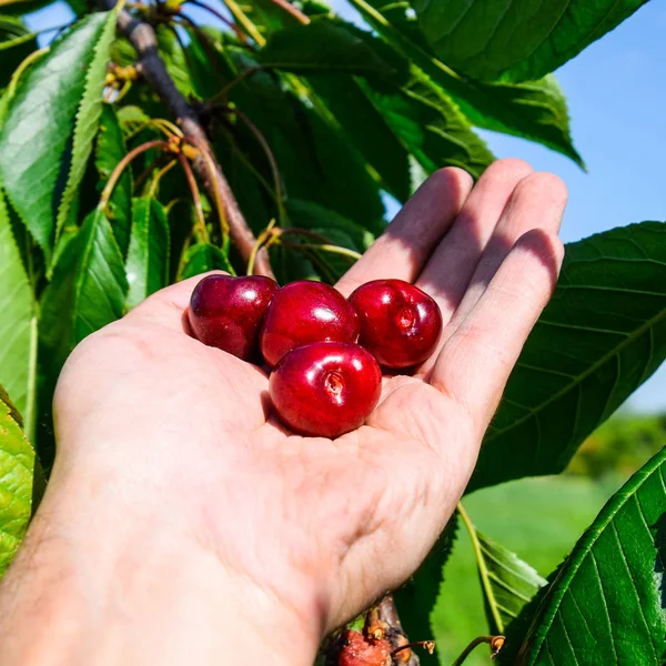 Meyveleri tatlı kiraz bir el. Meyveleri tatlı kiraz ağacının dalları üzerinde. Olgun tatlı kiraz