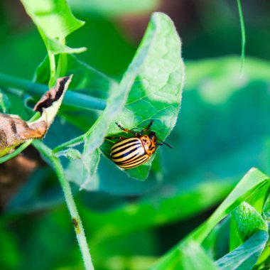 Colorado böceği patates parçası üzerinde.