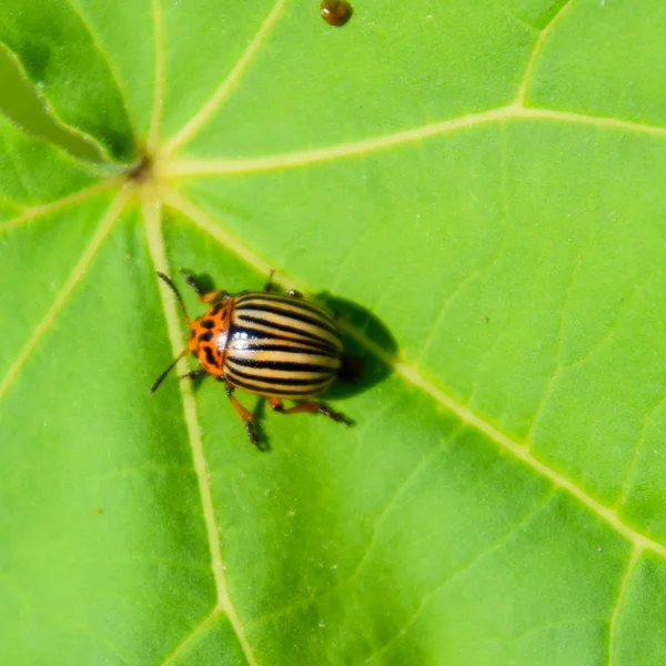 Colorado böceği üzerindeki bir bitkinin yaprak. Yetişkin Colorado böcekleri çizgili.