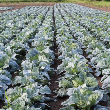 Lahana alan. Açık bir lahana tarımı alanında yer. Ay Temmuz, lahana hala gençken.