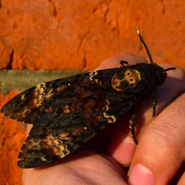 Ölü kafa. Brazhnik ailesine ait büyük büyük kelebek. Gece böcek.
