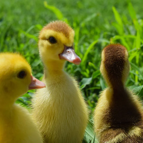 Anatroccoli Anatra Muschiata Anatroccoli Tre Giorni Camminano Prato — Foto Stock