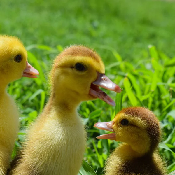 雏鸭的麝香鸭 为期三天的小鸭子在草坪上行走 — 图库照片
