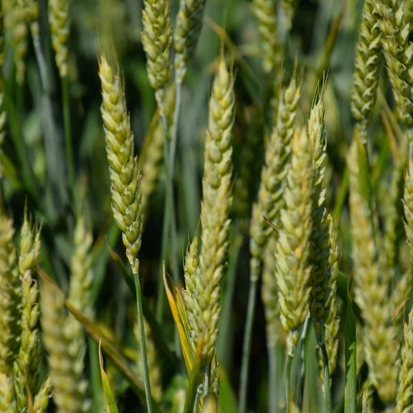 Колючки Зеленой Пшеницы Созревание Пшеницы Поле — стоковое фото