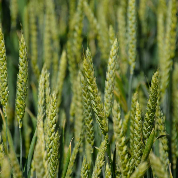 Колючки Зеленой Пшеницы Созревание Пшеницы Поле — стоковое фото