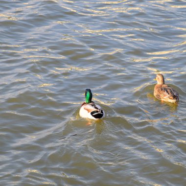 Gölde yüzmeye ördekler. Vahşi yeşilbaş ördek. Kadın ve erkek ördek.
