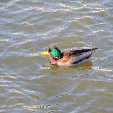 Gölde yüzmeye ördekler. Vahşi yeşilbaş ördek. Kadın ve erkek ördek.
