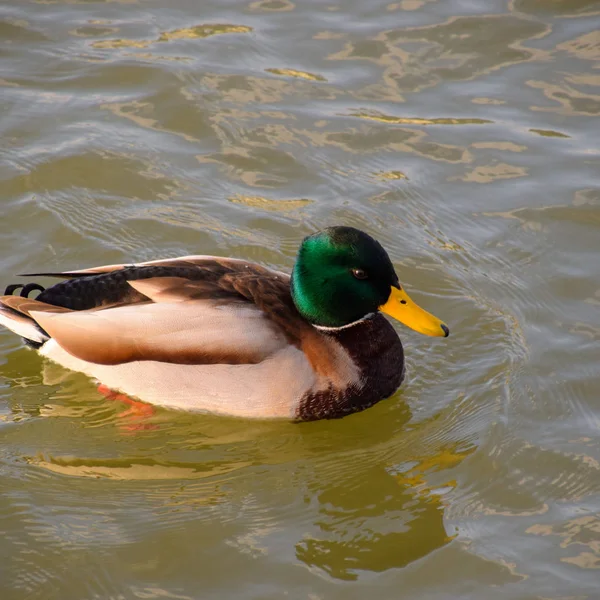 Canards Nageant Dans Étang Canard Colvert Sauvage Drakes Femelles — Photo