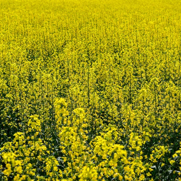 菜籽田 油菜开花的背景 在田里放强奸花 — 图库照片