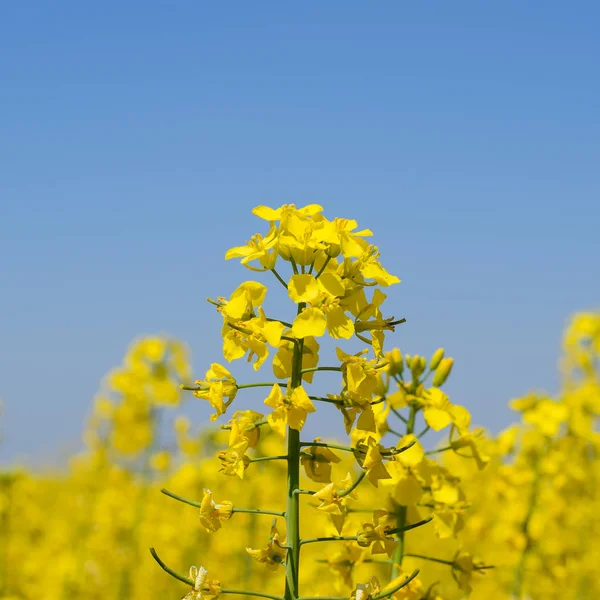 Campo Colza Fiori Colza Gialli Paesaggio Campestre Cielo Blu Stupro — Foto Stock