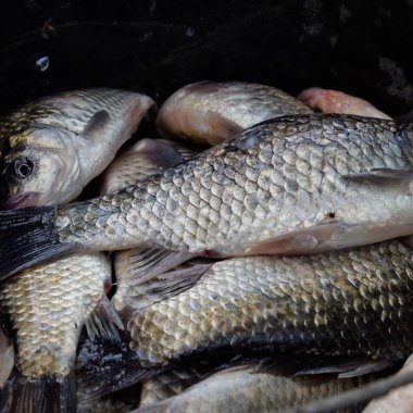 Nehir balık makro fotoğraf. Balık yakalamak. Sazan ve sazan. Ot balık
