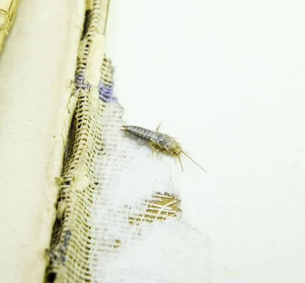 Insect feeding on paper - silverfish — Stock Photo, Image