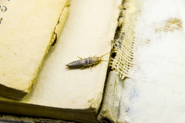 Insect feeding on paper - silverfish — Stock Photo, Image
