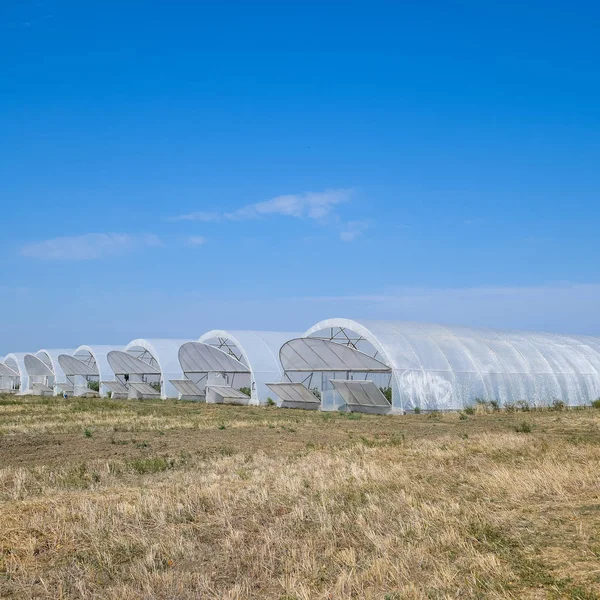 A group of greenhouses for growing tomatoes and cucumbers.