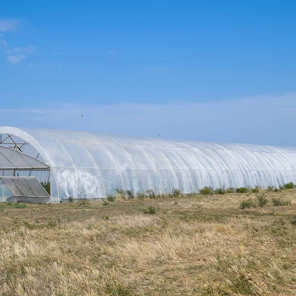 Eine Gruppe von Gewächshäusern für den Anbau von Tomaten und Gurken. — Stockfoto