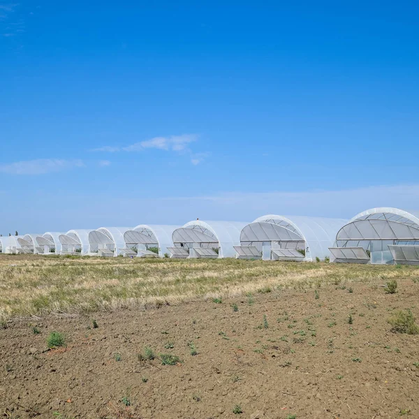 Um grupo de estufas para o cultivo de tomates e pepinos . — Fotografia de Stock