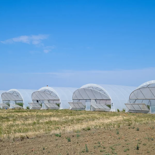 Um grupo de estufas para o cultivo de tomates e pepinos . — Fotografia de Stock