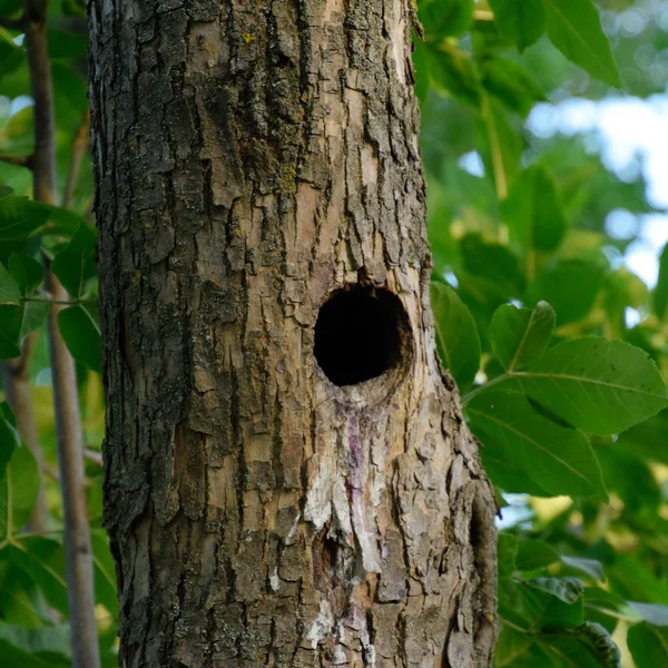 A hollow in the trunk of a tree. A natural nest of birds — Stock Photo, Image