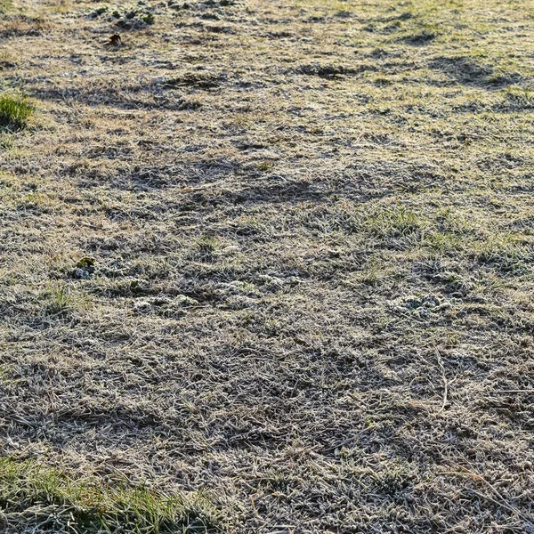 Achtergrond van de berijpte gras. Vorst op het gras — Stockfoto