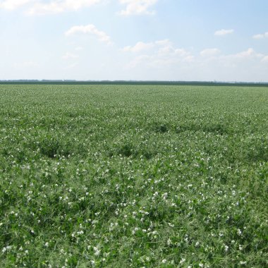 Çiçek açan bezelye alanında. Baklagiller çiçeklenme. Çiçekler bezelye