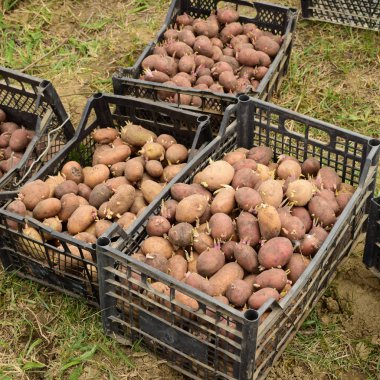 Kutuları patates ile