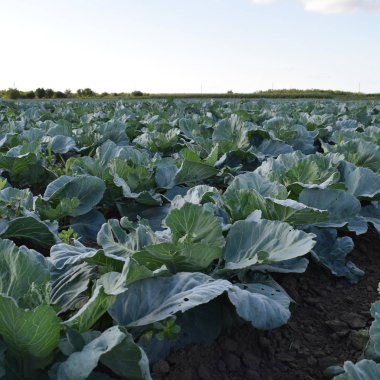 Lahana alan. Açık bir lahana tarımı alanında yer. Ay Temmuz, lahana hala gençken