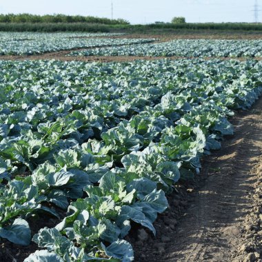 Lahana alan. Açık bir lahana tarımı alanında yer. Ay Temmuz, lahana hala gençken