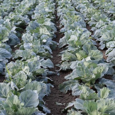 Lahana alan. Açık bir lahana tarımı alanında yer. Ay Temmuz, lahana hala gençken