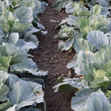 Lahana alan. Açık bir lahana tarımı alanında yer. Ay Temmuz, lahana hala gençken