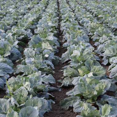 Lahana alan. Açık bir lahana tarımı alanında yer. Ay Temmuz, lahana hala gençken