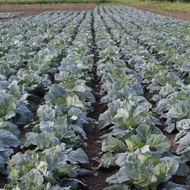 Lahana alan. Açık bir lahana tarımı alanında yer. Ay Temmuz, lahana hala gençken