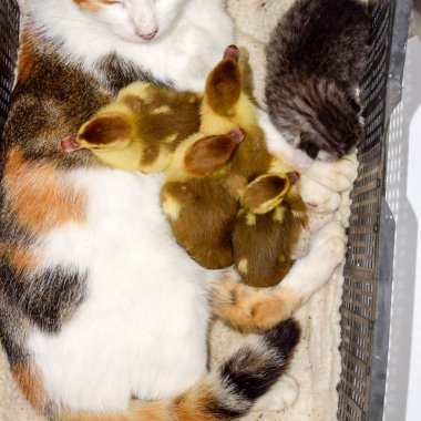 Yavru kedi ve alma misk ördeği ducklings sepet içinde kedi. Kedi süt anne ördek yavrusu için
