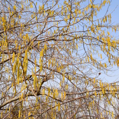Çiçekli ela fındık. Hazel kedicikler dallar.