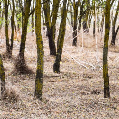 Kuru ot ile orman. Orman kemer.