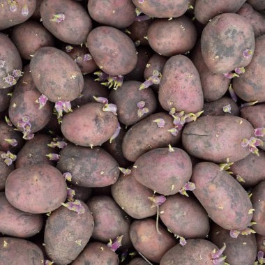 Germinated tohum patates