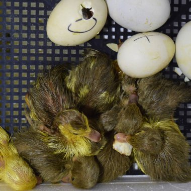 Misk ördeği ördek yavrusu yumurta yumurtadan