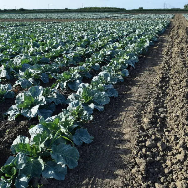 Campo de repollo. Cultivo de repollo en campo abierto. El mes de julio, la col todavía joven —  Fotos de Stock