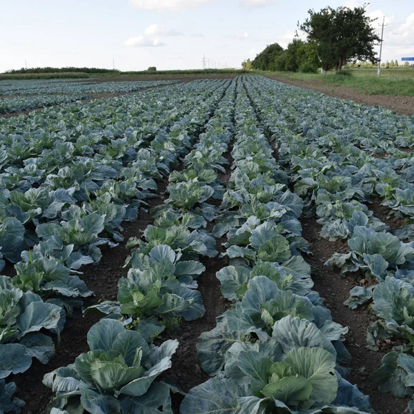 El campo de repollo —  Fotos de Stock