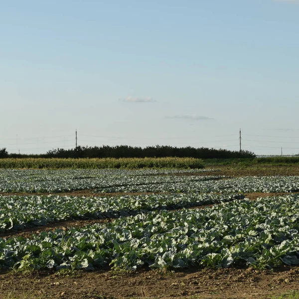 El campo de repollo —  Fotos de Stock