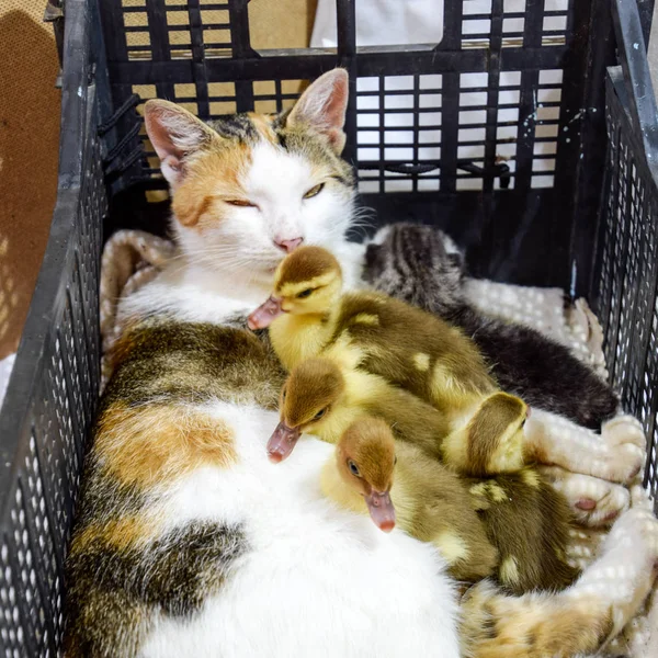 Кіт в кошику з кошеням і прийом мускатних каченят. Кіт прийомної матері для каченят — стокове фото