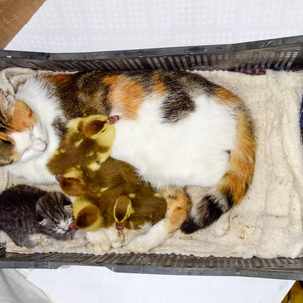Cat foster mother for the ducklings — Stock Photo, Image