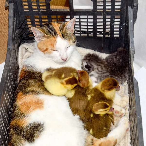 Macska nevelő anya a kiskacsák — Stock Fotó