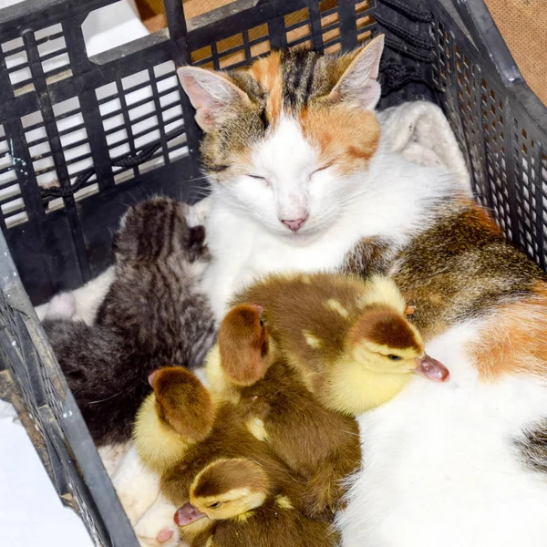 Кіт в кошику з кошеням і прийом мускатних каченят. Кіт прийомної матері для каченят — стокове фото