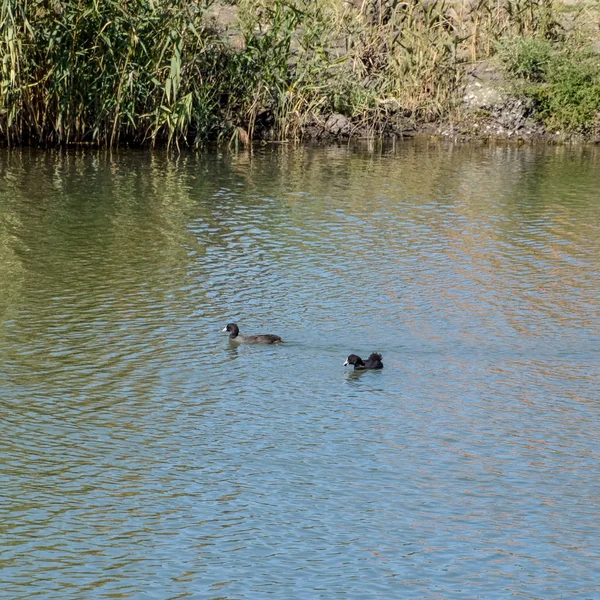 Patos nadando na lagoa. Pato-reais selvagem. Drakes e fêmea — Fotografia de Stock