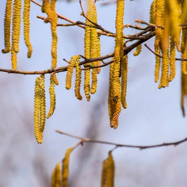 꽃 담 헤 즐 넛입니다. 개 암 나무 catkins 지점에. — 스톡 사진